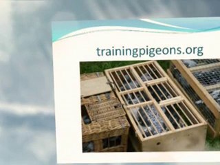 Training pigeons
