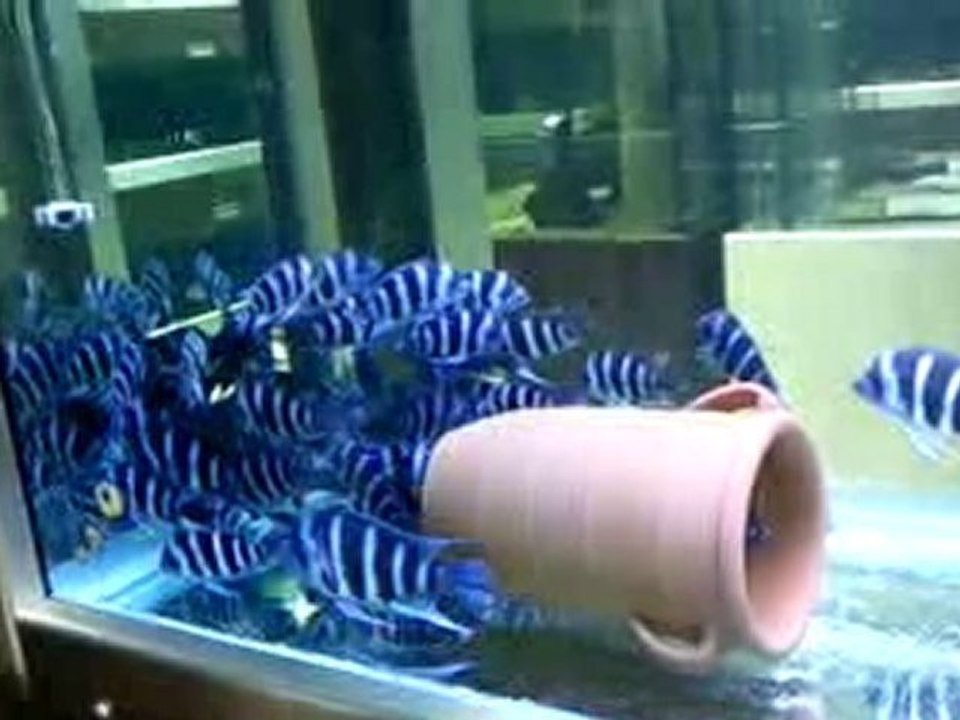 blue zaire mobalar f0 60 adet