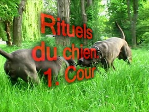 educateur canin 13/ cour éducation canine