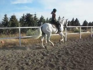 DOMA CABALLO HIPICA VENTA LA CAROLINA