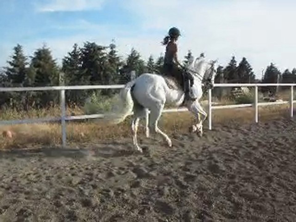 DOMA CABALLO HIPICA VENTA LA CAROLINA