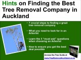 Tree Removal in Auckland? Ph: (09) 281 3205 for a Free Quote