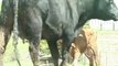 YouTube - Instincts of a newborn calf