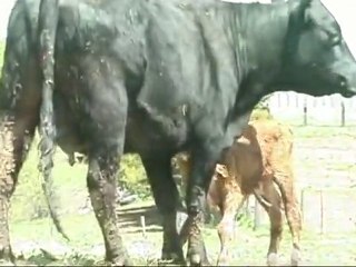 YouTube - Instincts of a newborn calf
