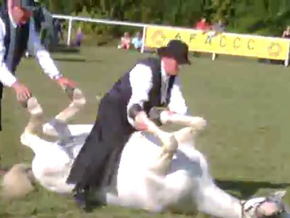camargue equitation