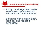 How To Get Rid Of Cat Urine Smell