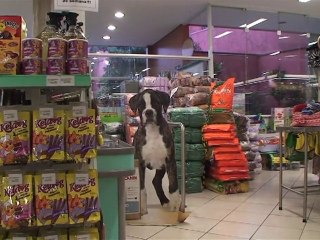 Brazil's pampered pets get best care money can buy