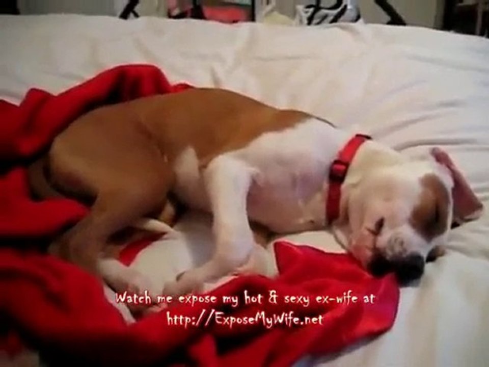 Dog Crying In Sleep