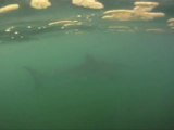 Brave surfer films Great White sharks under water