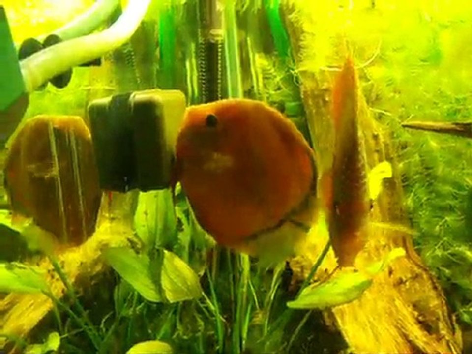 discus santhrem et red virgin x santharem