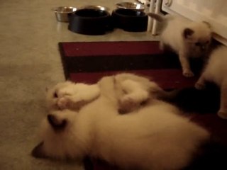 Chatterie Funny Ragdolls (Belgique)