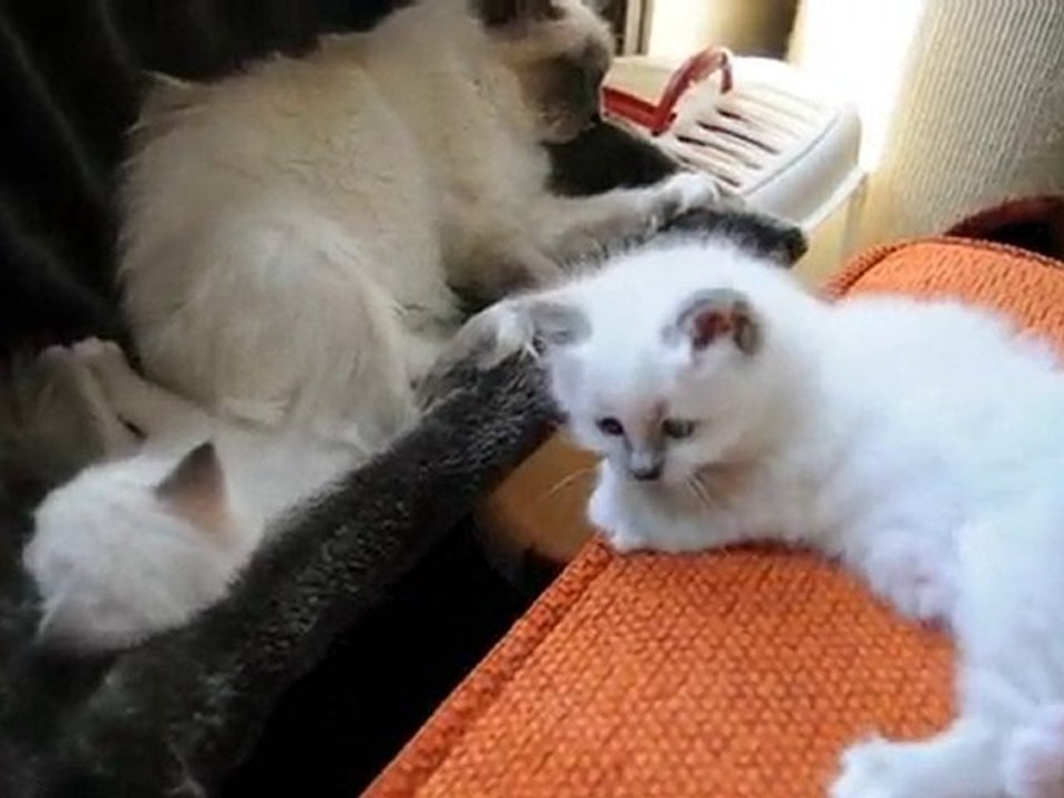 Les premiers chatons de Bel Khantaya