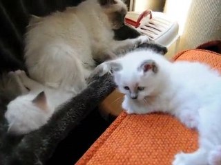 Les premiers chatons de Bel Khantaya