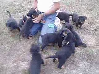 Chiots Divine X Ustaritz, 6 semaines