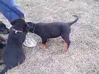 Femelle bleu tur, Divine X Ustaritz, 6 semaines