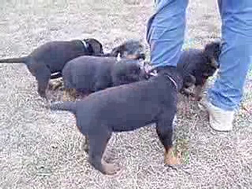 Male blanc 6 semaines, Divine X Ustaritz, La Cité des Comtes