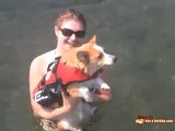 Corgi Belly Flop