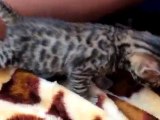 Bébé - Chaton Bengal T1 FARO TweeCat