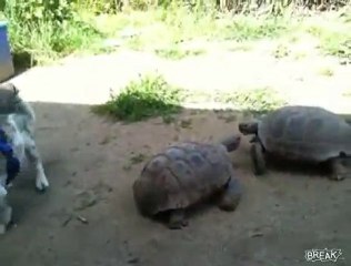 dog-saved-by-epic-tortoise-battle_1