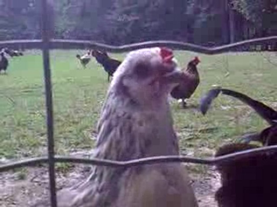 Interrogatoire d'une poule