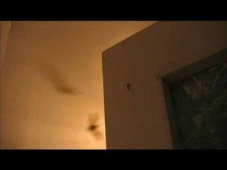 chauve souris le 12 aout 2010