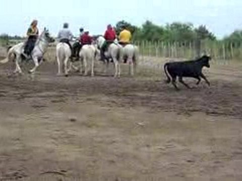Manade à Aigues-Morte