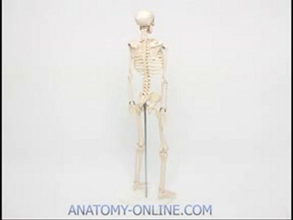 Skelett Modell von www.anatomy-online.com