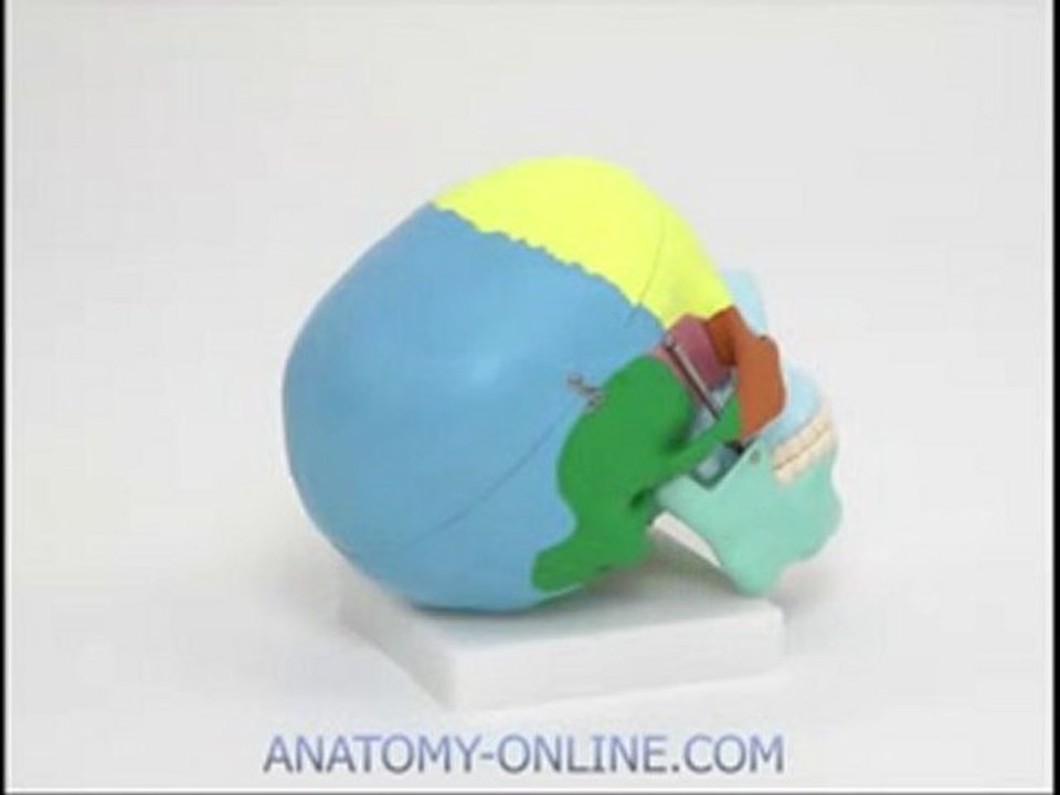 Schädel Modell von www.anatomy-online.com