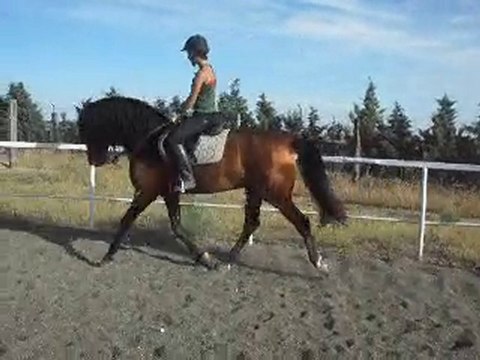 DOMA CABALLO HIPICA VENTA LA CAROLINA