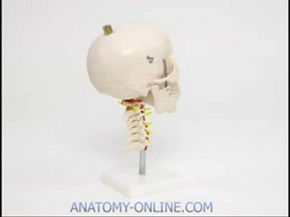 Schädelmodell von Anatomy-Online.com
