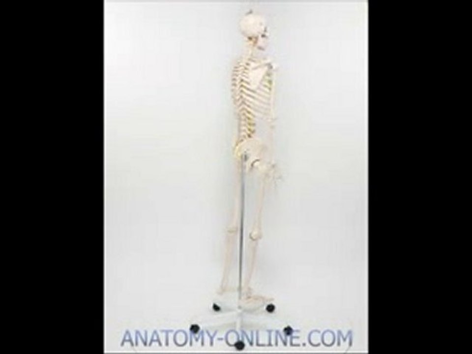 Skelett Modell 180cm von www.anatomy-online.com
