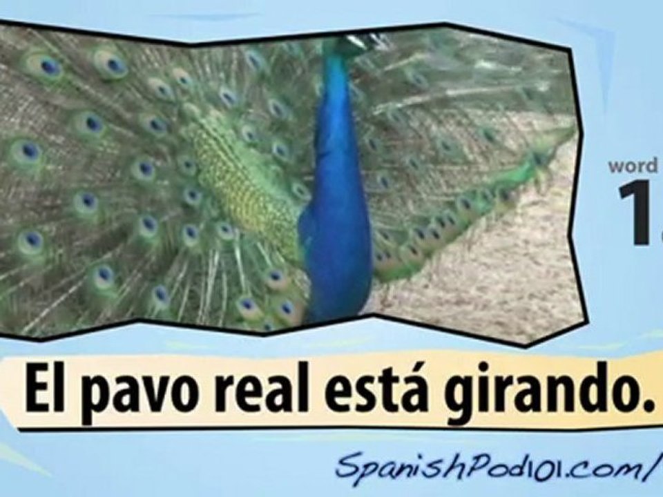 Learn Spanish with Video - Insects