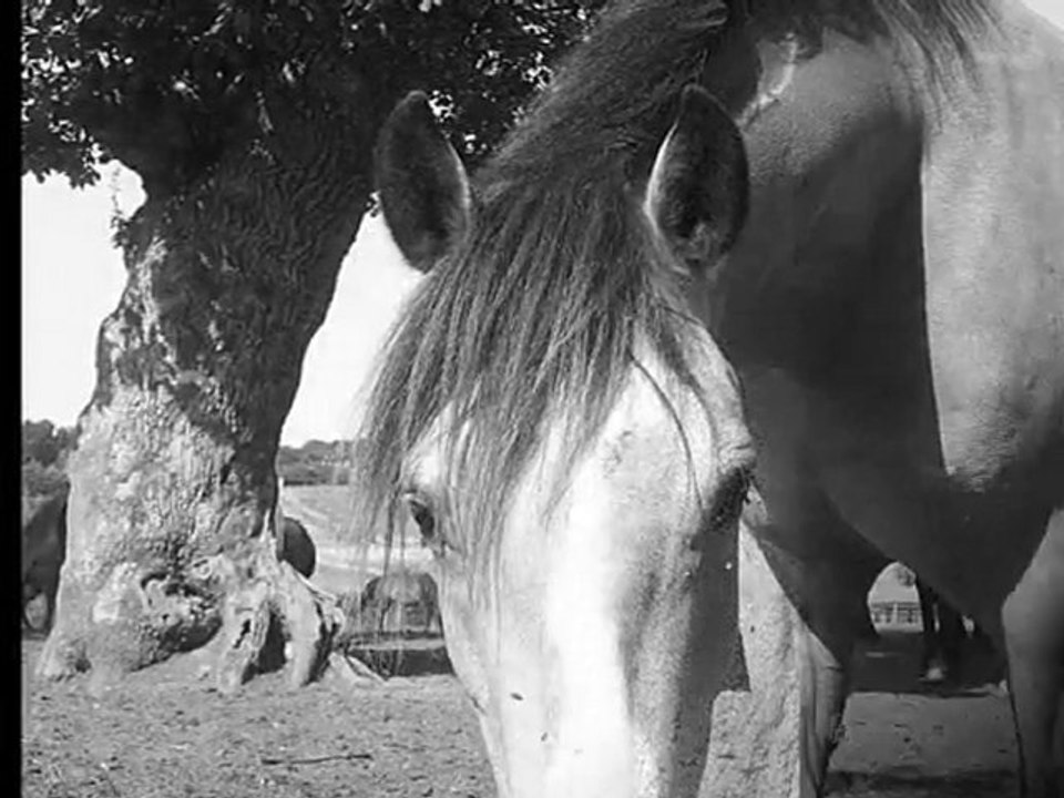 Salicorne
