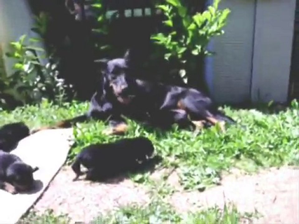 chiots 2010 , 12 jours.