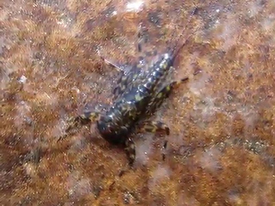 L'Ombre Commun en sèche