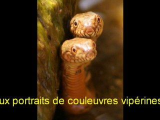 Portraits de couleuvres