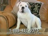 Talking bulldog commercial-Phil wasserman
