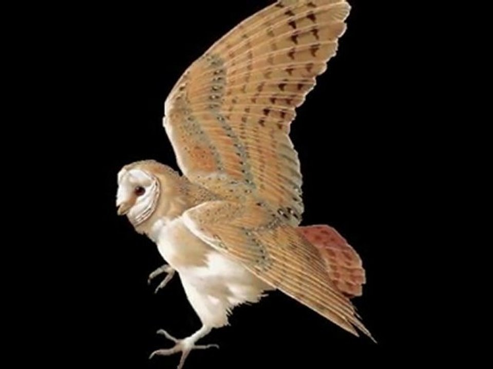 ❤☸☸❤chant d'oiseaux❤☸☸❤.