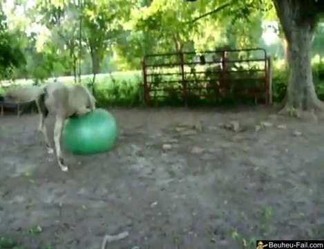 Un poney joue à la baballe