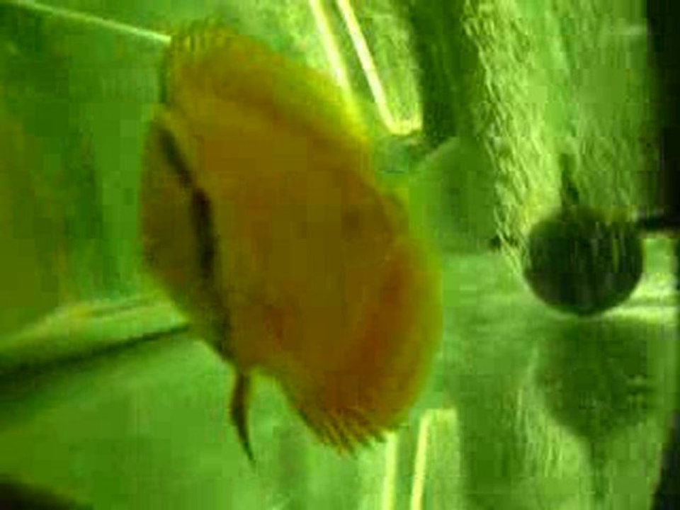 discus malade 13 aout