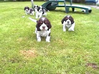 E litters - Love story