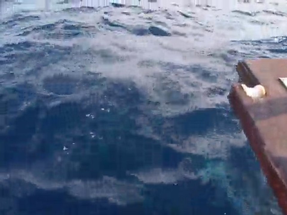 dauphins 2