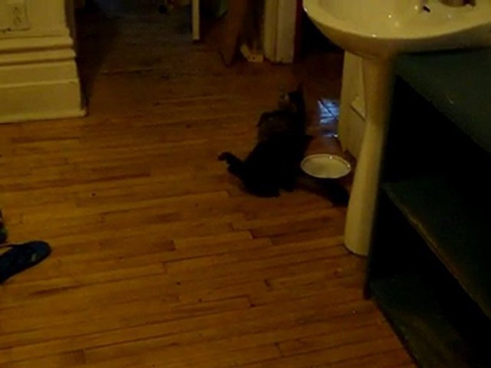 chaton qui joue avec sa mere