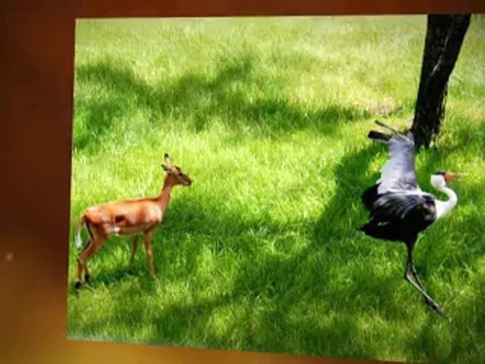 Disney World Orlando Animal Love Story