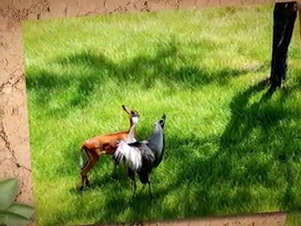 Deer & Bird Disney World Orlando Florida