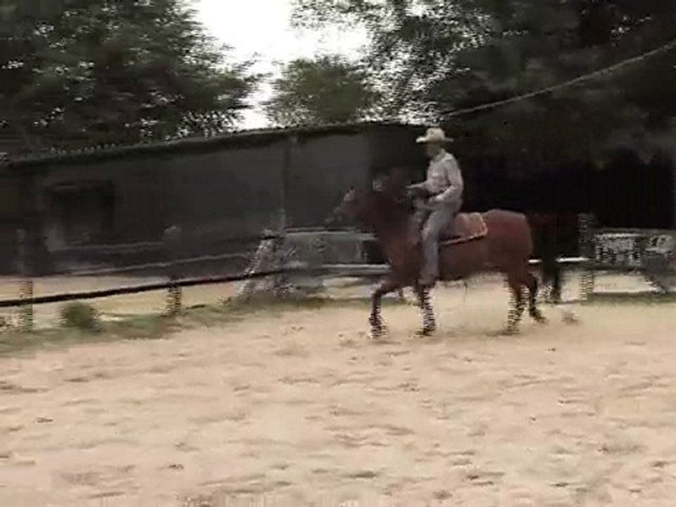 Berittpferd equinox melody