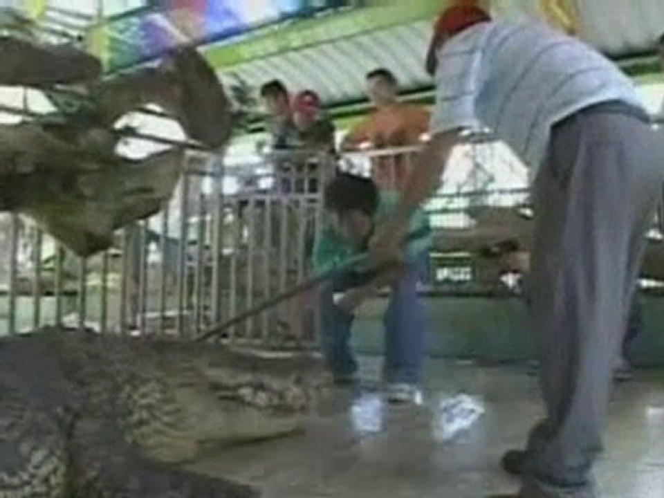 Vet performs surgery on wide-awake croc