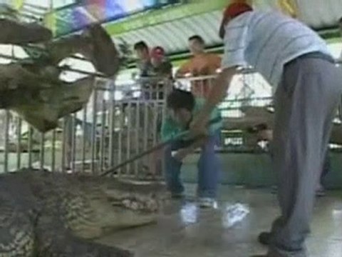 Vet performs surgery on wide-awake croc