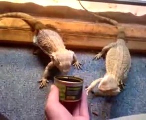 pogona et les conserves....