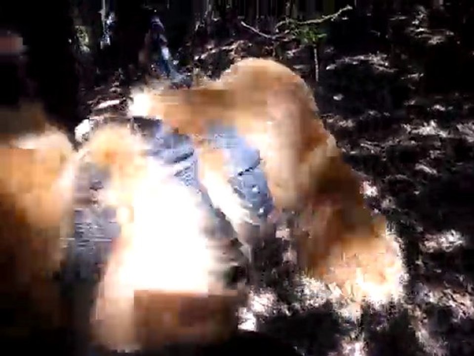 Foebus a cheval en balade